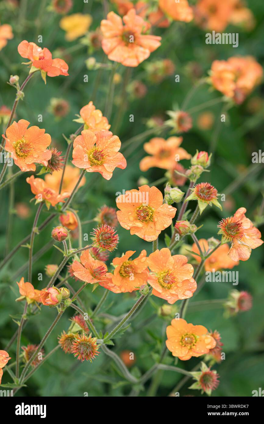 Scharlachrote Avene (Geum coccineum 'Totally Tangerine', Geum coccineum Totally Tangerine), blühend, Sorte Totally Tangerine Stockfoto