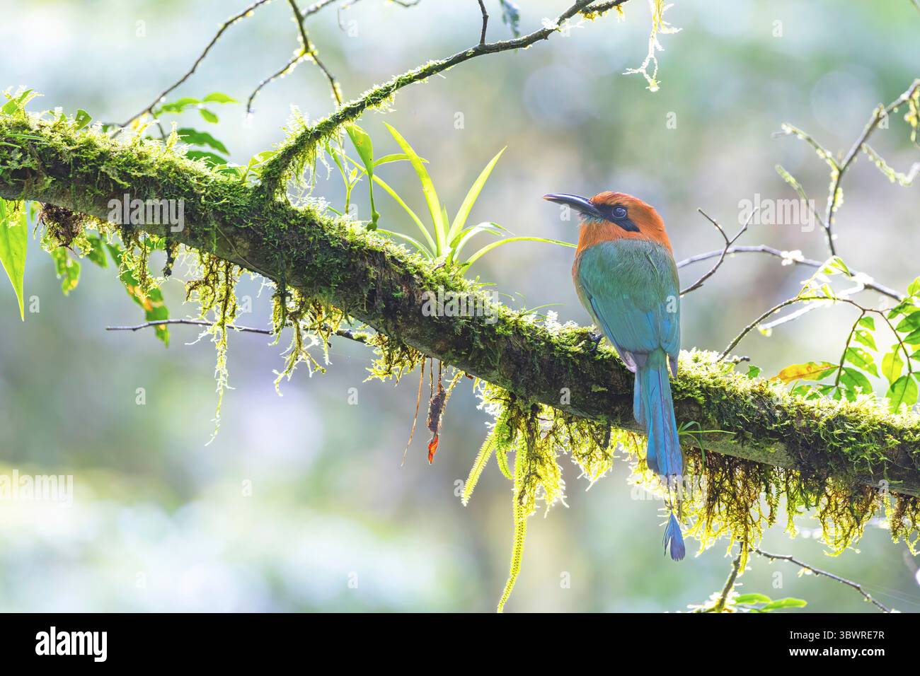 Breitschnabel-Motmot (Electron platyrhynchum), auf einem Zweig im Regenwald, Costa Rica, Alajuela, Bijagua Stockfoto