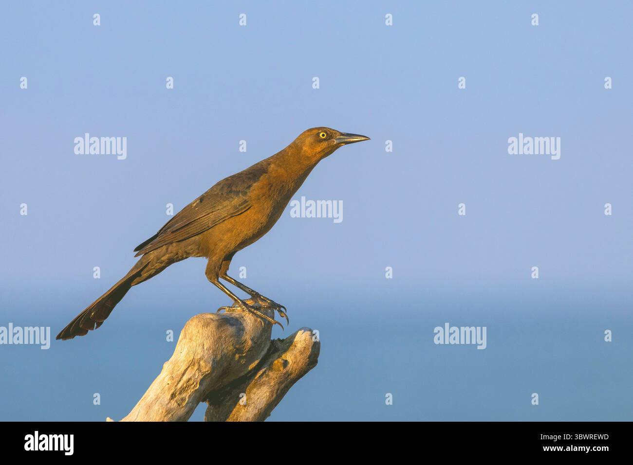 Weibchen sitzt am Morgen auf einem Pfosten am Pazifischen Ozean, Costa Rica, Puntarenas, Dominical Stockfoto