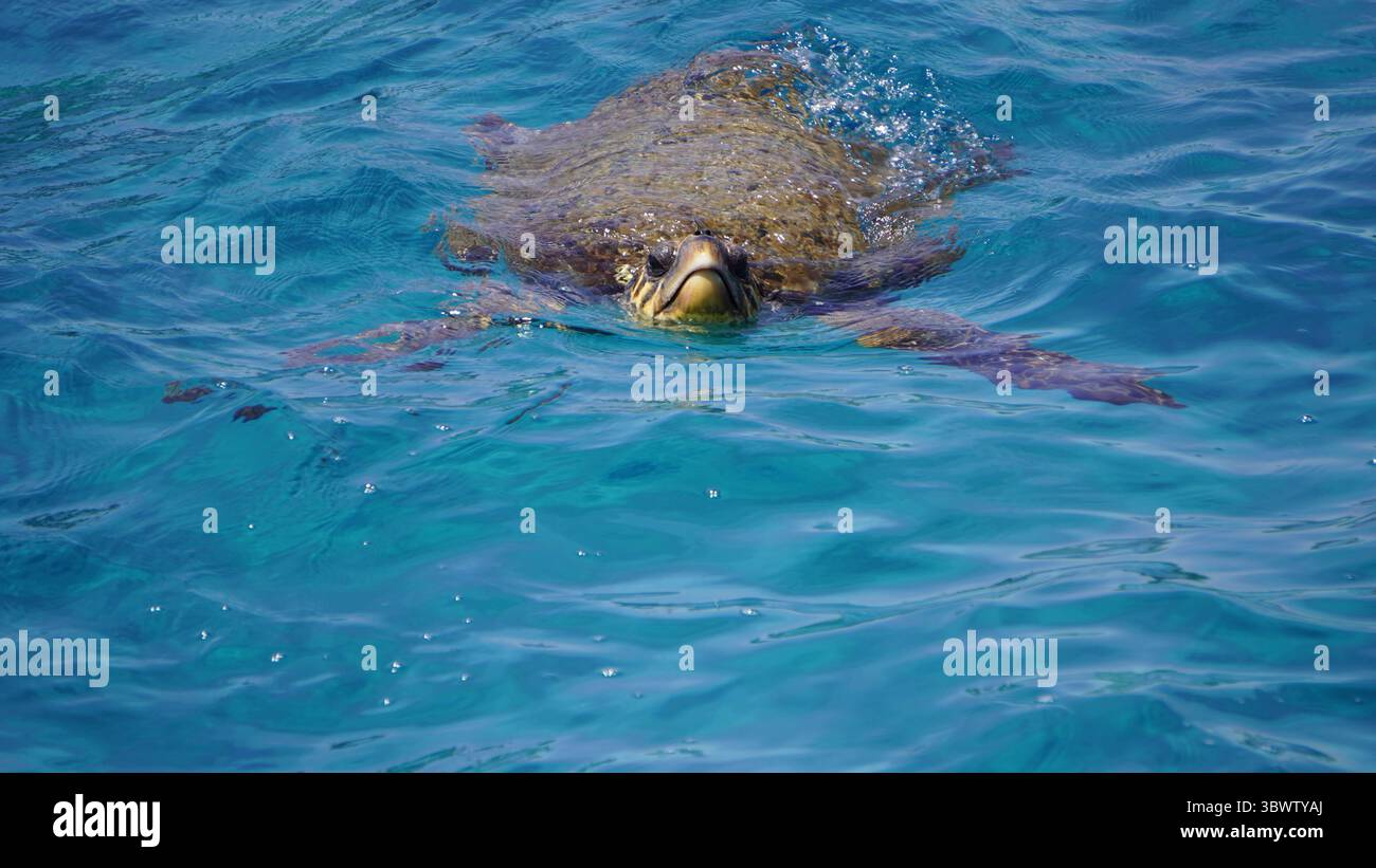 tartaruga Marina (Schildkröte) Stockfoto