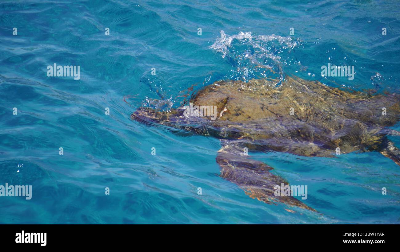 tartaruga Marina (Schildkröte) Stockfoto