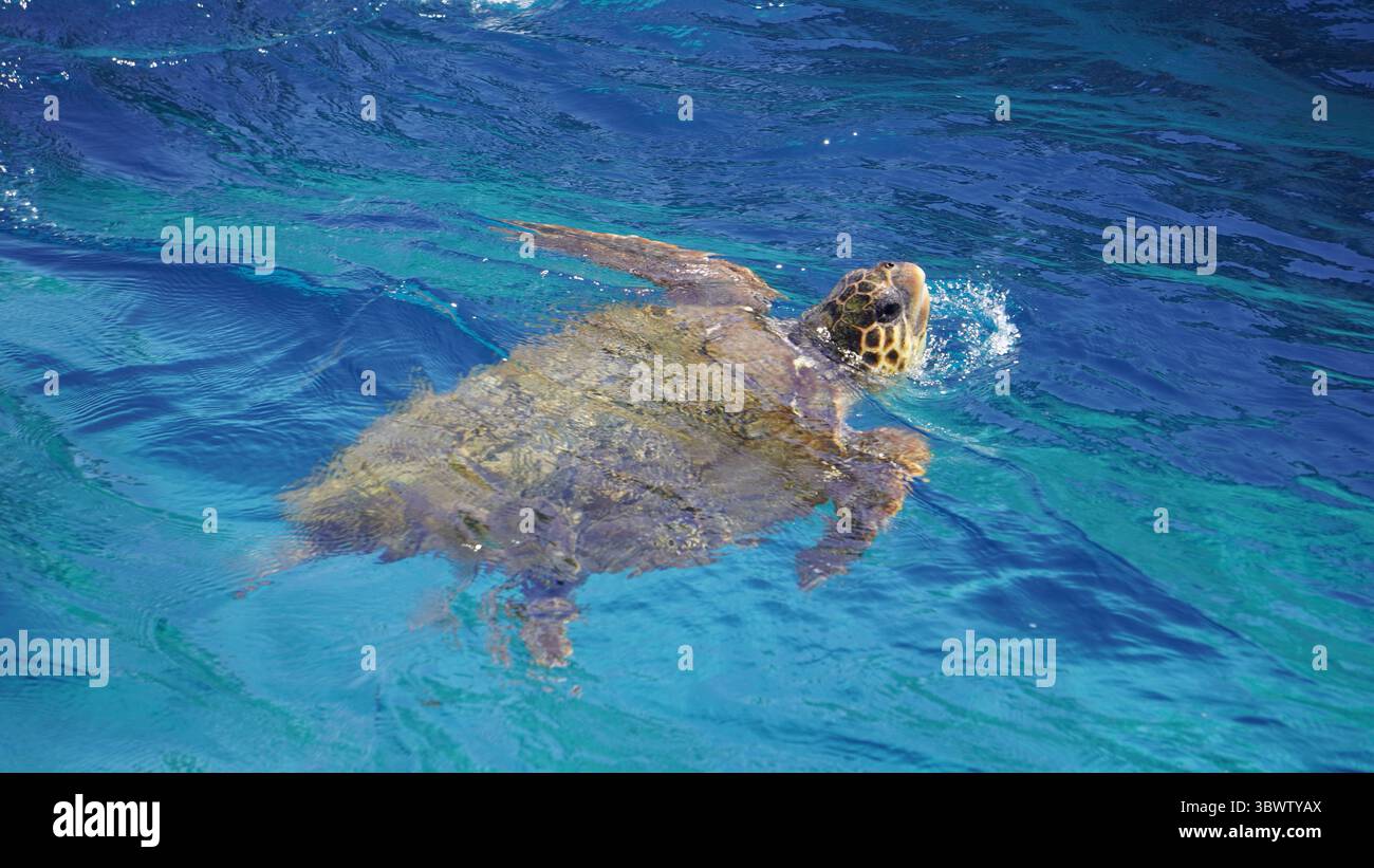 tartaruga Marina (Schildkröte) Stockfoto