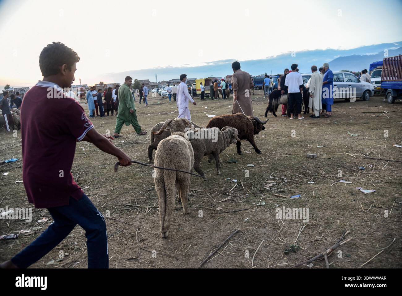 20. Juli 2021, Srinagar, Jammu und Kaschmir, Indien: Ein Schafverkäufer sah ein Seil eines Schafes auf einem provisorischen Markt vor dem Heiligen fest ziehen. Eid-ul-Adha wird am 21. Juli in Indien und Pakistan beobachtet. In Saudi-Arabien wurde es heute am 20. Juli 2021 gefeiert. Er fällt in der Regel auf den zehnten Tag des Dhu al-Hidscha (dem Monat der Wallfahrt für alle Muslime auf der ganzen Welt), dem zwölften Monat des islamischen oder Mondkalenders Eid al-Adha. (Credit Image: © Idrees Abbas/SOPA Images via ZUMA Press Wire) Stockfoto