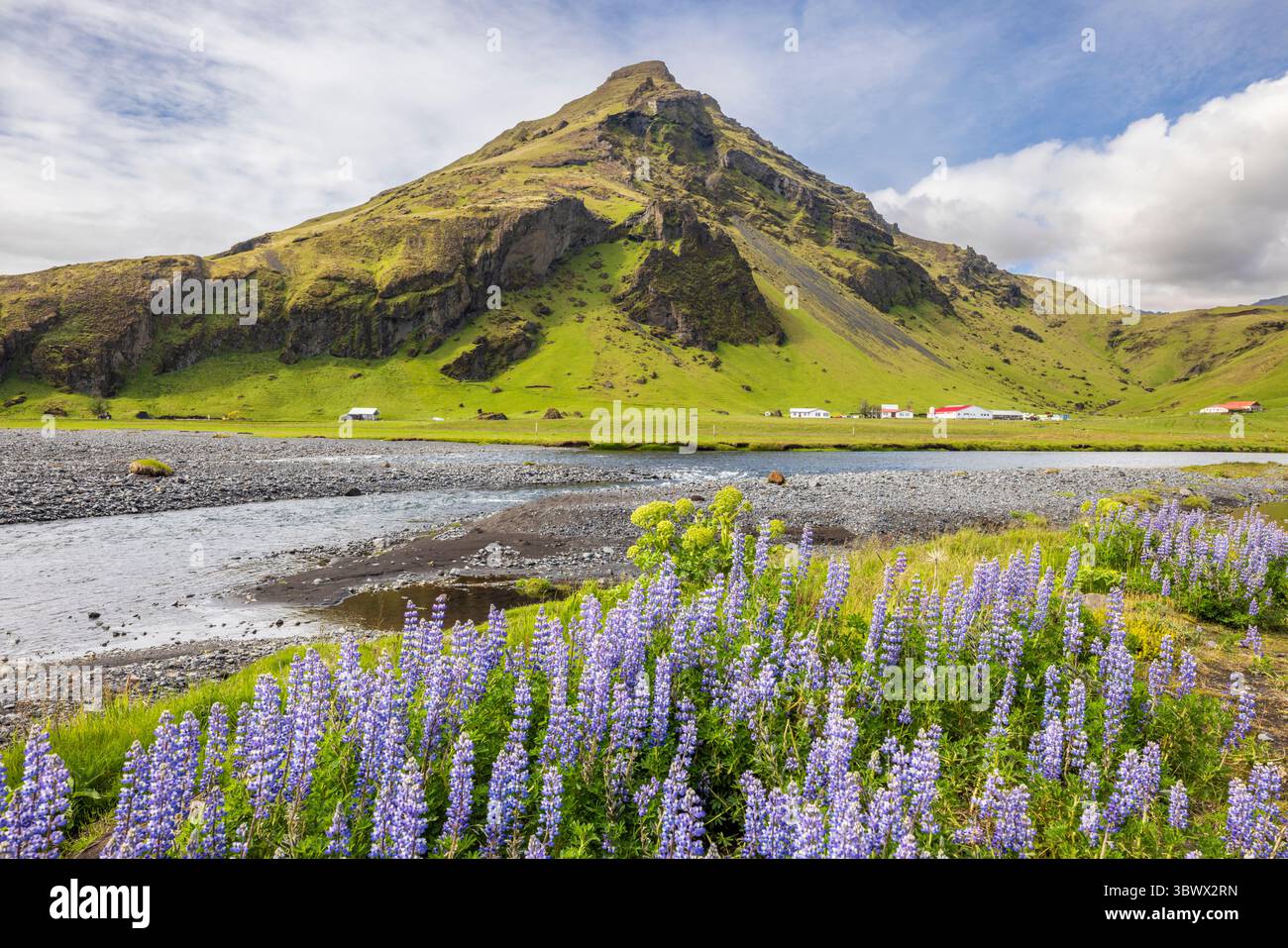 Wilde Lupinen am Skogafoss mit dem Berg Drangshlidarfjall über den Fluss Skógá, Südisland Stockfoto
