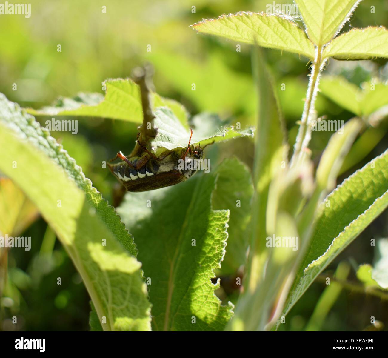 Cockchafer, der sich an der Unterseite eines Blattes festhält - Cornwall, Großbritannien Stockfoto