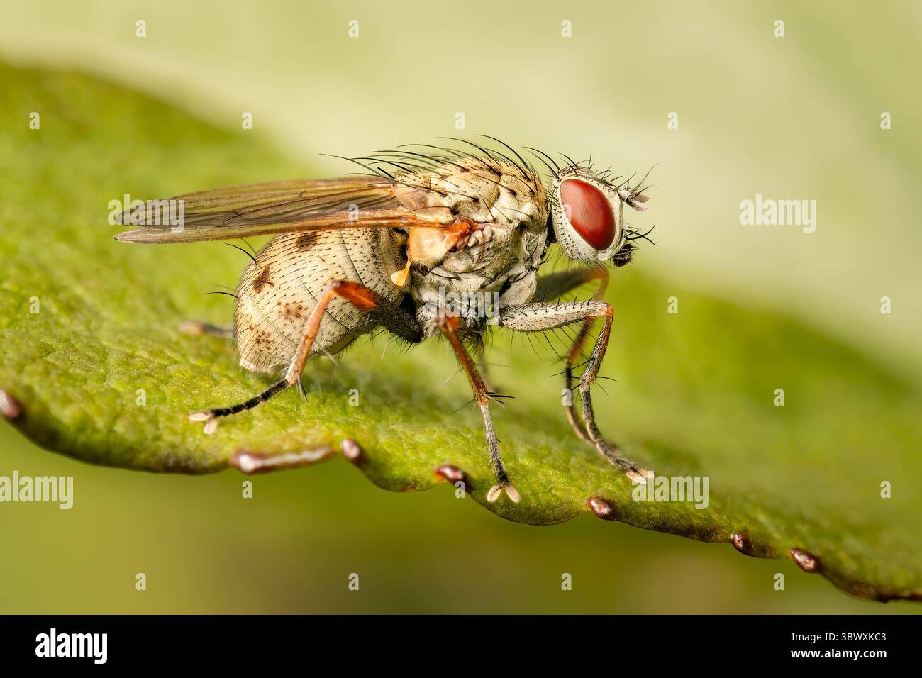 Seitenansicht einer Coenosia tigrina diptera auf einem grünen Blatt mit verschwommenem Hintergrund und Kopierraum Stockfoto