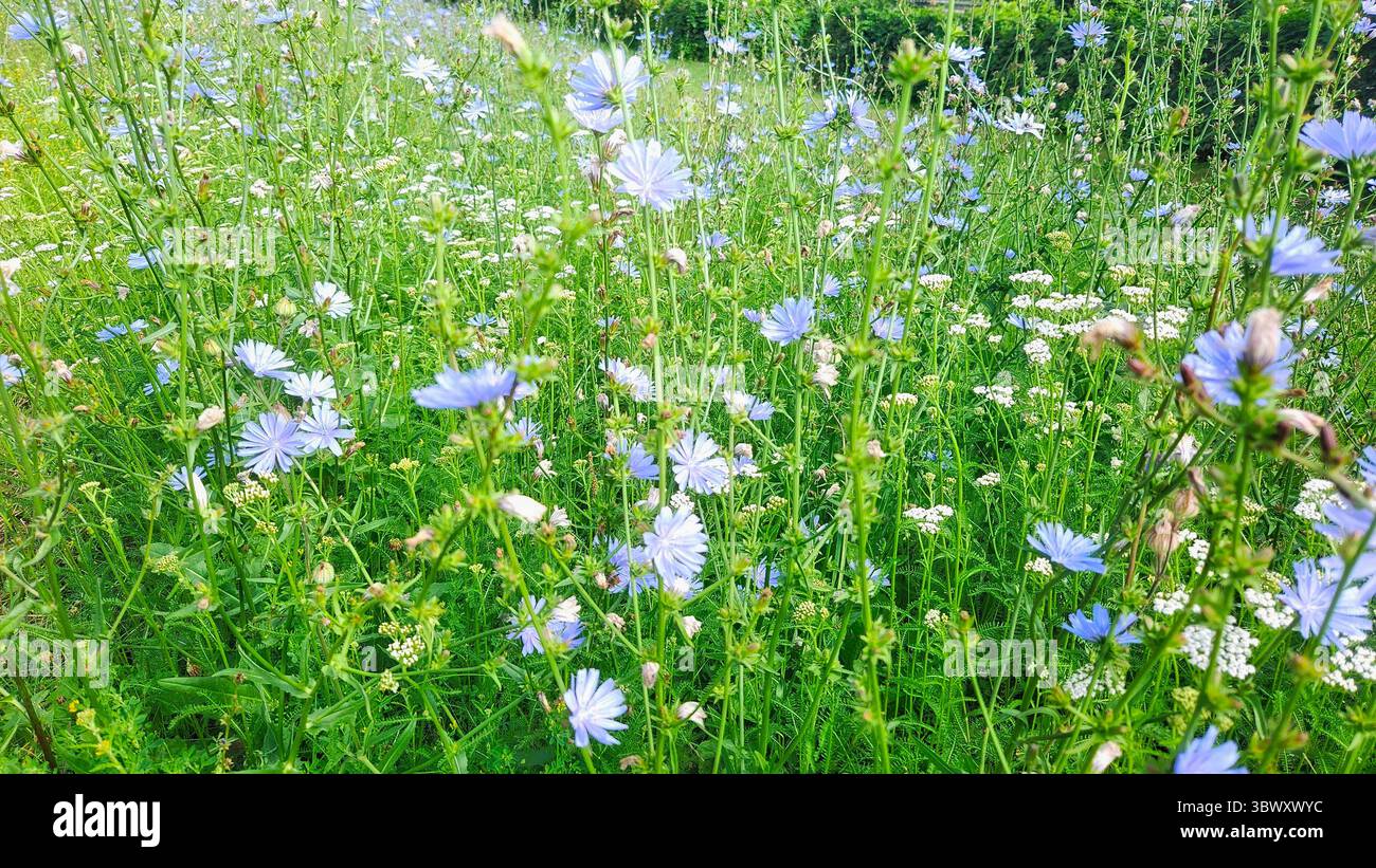 Wilde Zichorienblüten in Blüte – Sommerweide Stockfoto