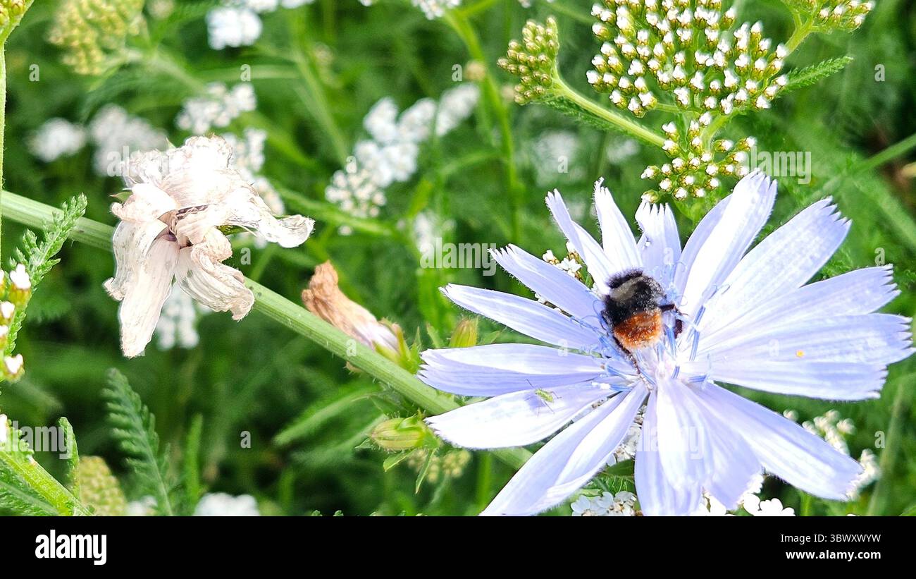 Makroaufnahme der Hummel auf Zichorienblume im Naturraum - Smartphone-aufgenommenes Stockfoto