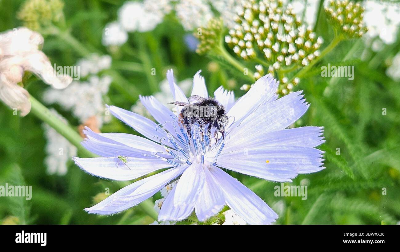Makroaufnahme der Hummel auf Zichorienblume im Naturraum - Smartphone-aufgenommenes Stockfoto