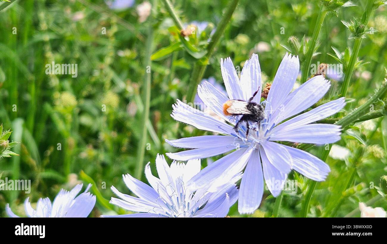 Makroaufnahme der Hummel auf Zichorienblume im Naturraum - Smartphone-aufgenommenes Stockfoto