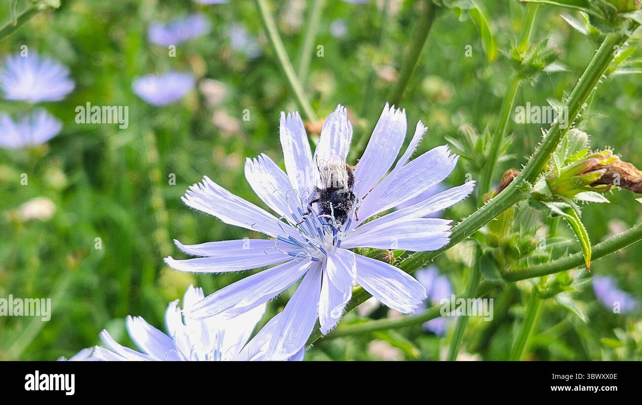 Makroaufnahme der Hummel auf Zichorienblume im Naturraum - Smartphone-aufgenommenes Stockfoto