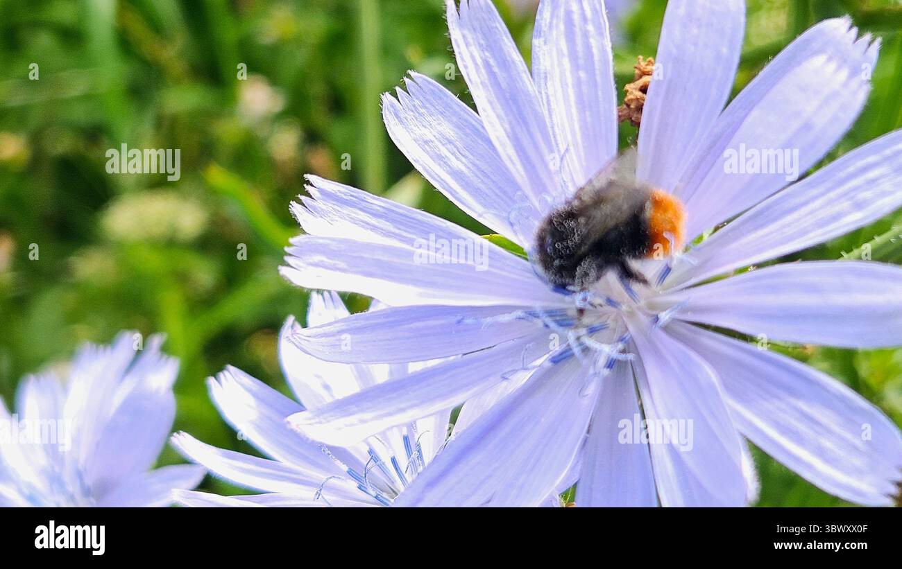 Makroaufnahme der Hummel auf Zichorienblume im Naturraum - Smartphone-aufgenommenes Stockfoto