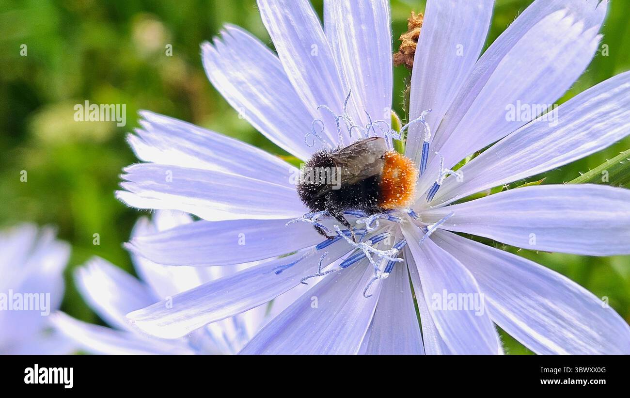 Makroaufnahme der Hummel auf Zichorienblume im Naturraum - Smartphone-aufgenommenes Stockfoto