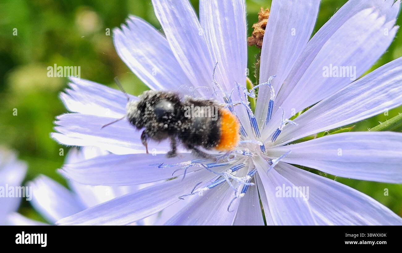 Makroaufnahme der Hummel auf Zichorienblume im Naturraum - Smartphone-aufgenommenes Stockfoto
