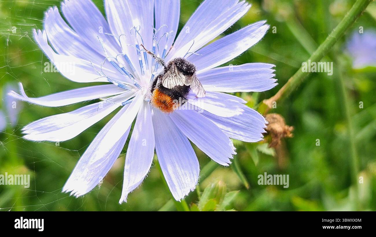 Makroaufnahme der Hummel auf Zichorienblume im Naturraum - Smartphone-aufgenommenes Stockfoto