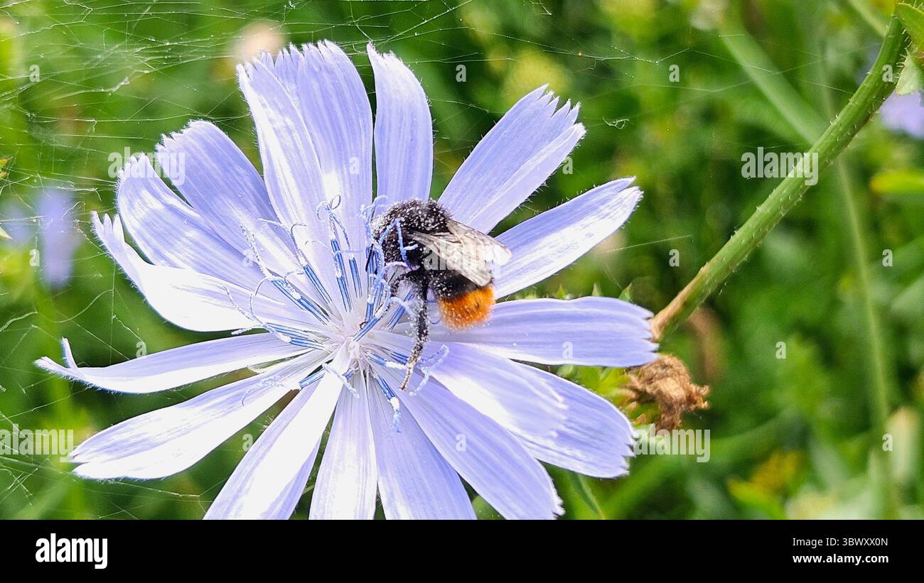 Makroaufnahme der Hummel auf Zichorienblume im Naturraum - Smartphone-aufgenommenes Stockfoto