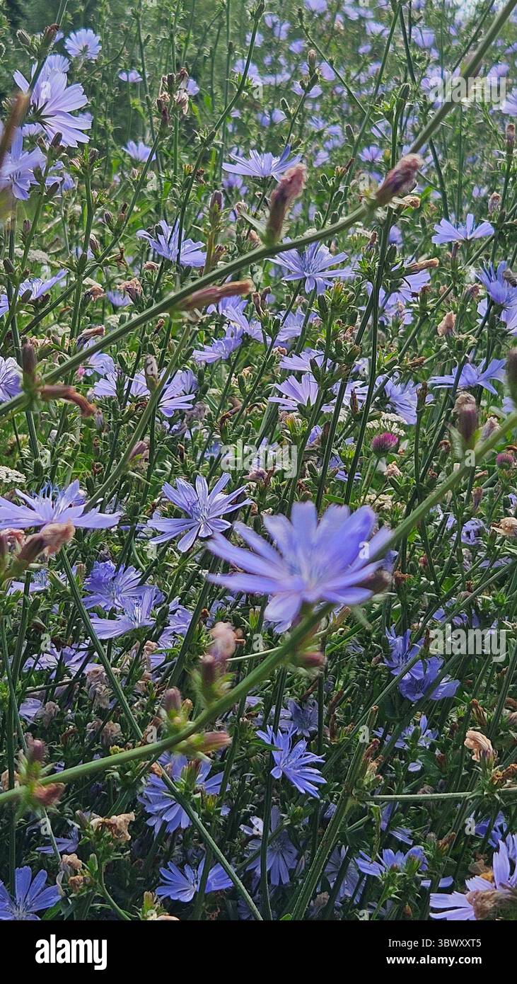 Wilde Zichorienblüten in Blüte – Sommerweide Stockfoto