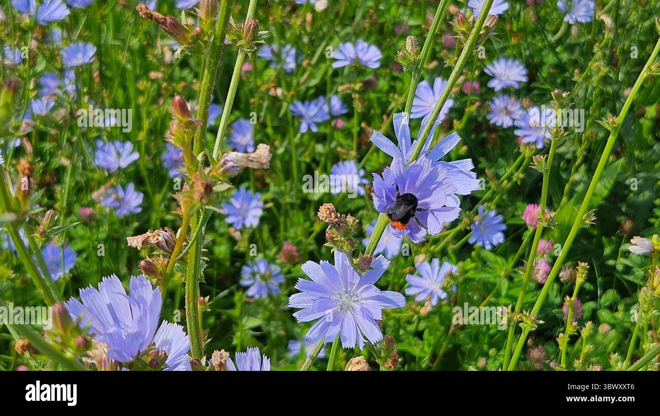 Biene auf Purple Wildblumen in Bloom - Smartphone-aufgenommenes Stockfoto