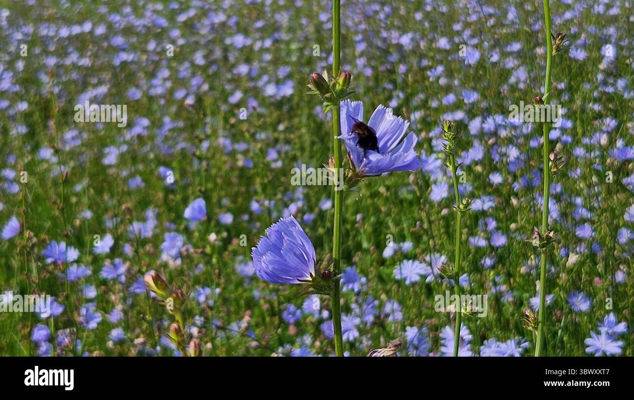 Biene auf Purple Wildblumen in Bloom - Smartphone-aufgenommenes Stockfoto