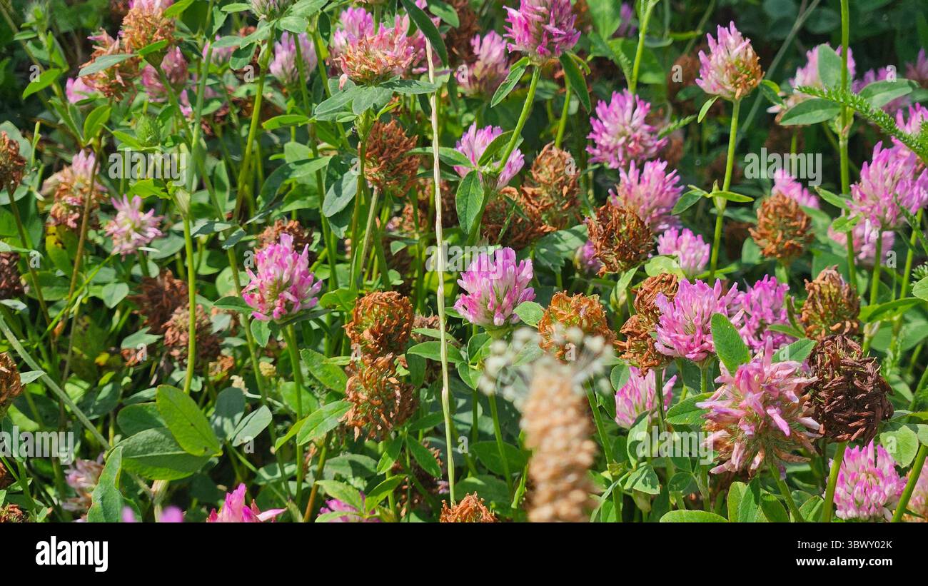 Feld der blühenden rosafarbenen Klee auf der Sommerwiese - Smartphone-aufgenommenes Stockfoto