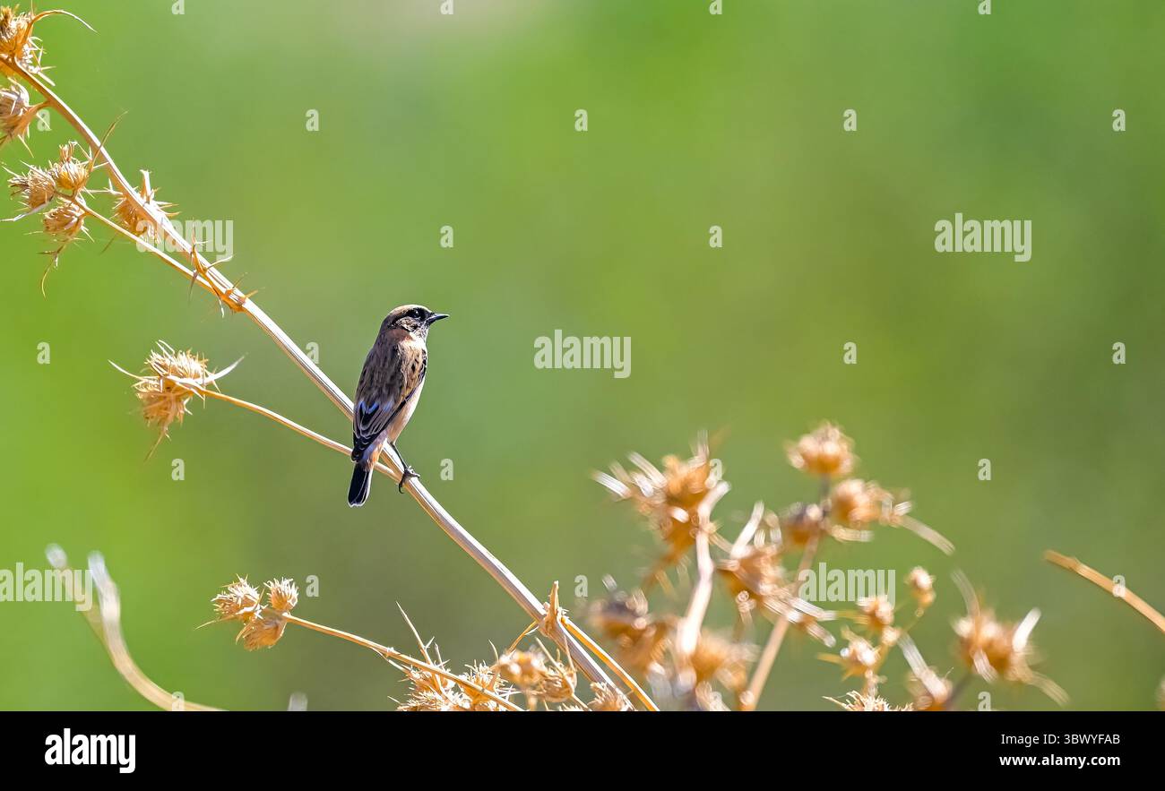 Der sibirische Stonechat (Saxicola maurus) ist ein Zugvogel, der in feuchten und trockenen Wiesen, Mooren, Heiden, niedrigen Gestrüpp und Feldern vorkommt. Stockfoto