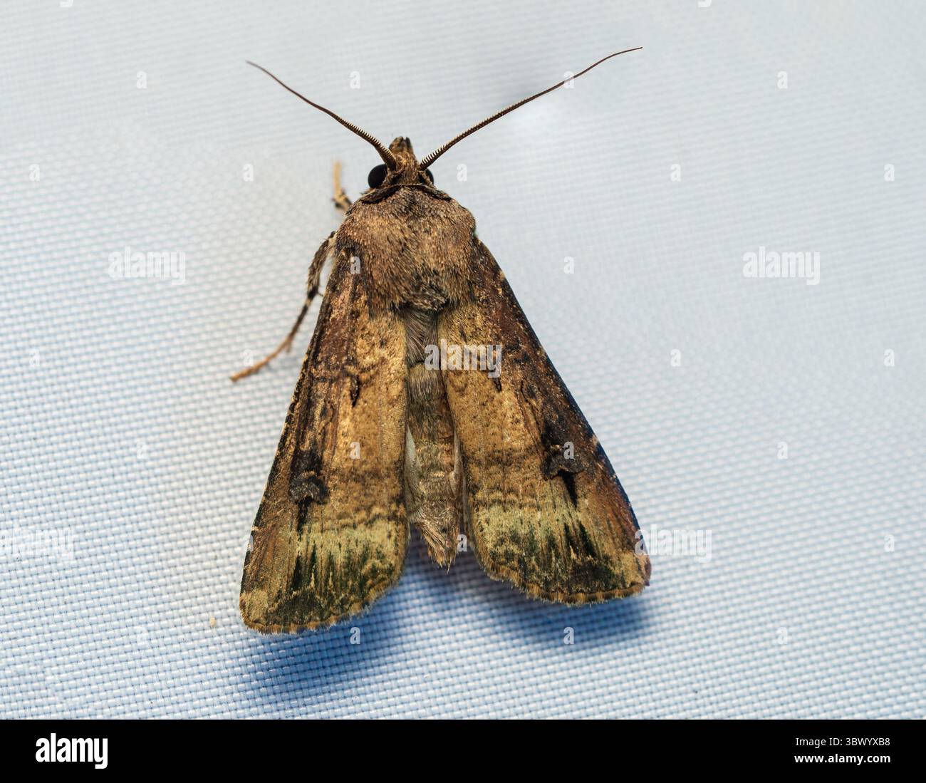 Erwachsene Sommerfliegende Immigrantin UK Dark Sword-Gras Motte, Agrotis ipsilon, in einem Plymouth Garten Stockfoto