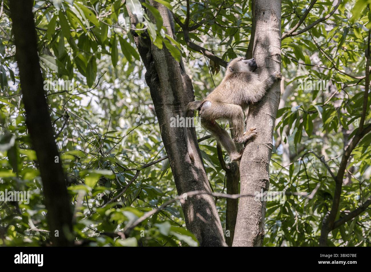Ein Olivenpaan klettert auf einen senkrechten Stamm im Wald des Lake Manyara, der lange Schwanz zieht sich nach unten, die Gliedmaßen sind in dichten grünen Blättern breit. Stockfoto