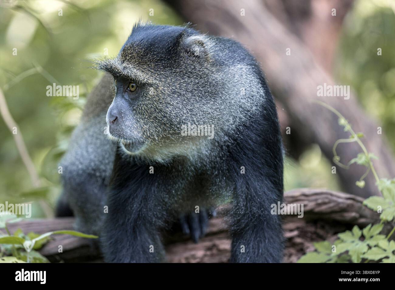 Der blaue Affe dreht sich im Profil, feines Fell fängt sanftes Licht ein; ein sanftes grünes Laubwerk umrahmt seinen fokussierten Look im Lake Manyara. Stockfoto