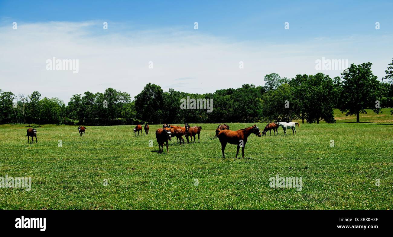Pferde auf einer Farm in Kentucky Stockfoto