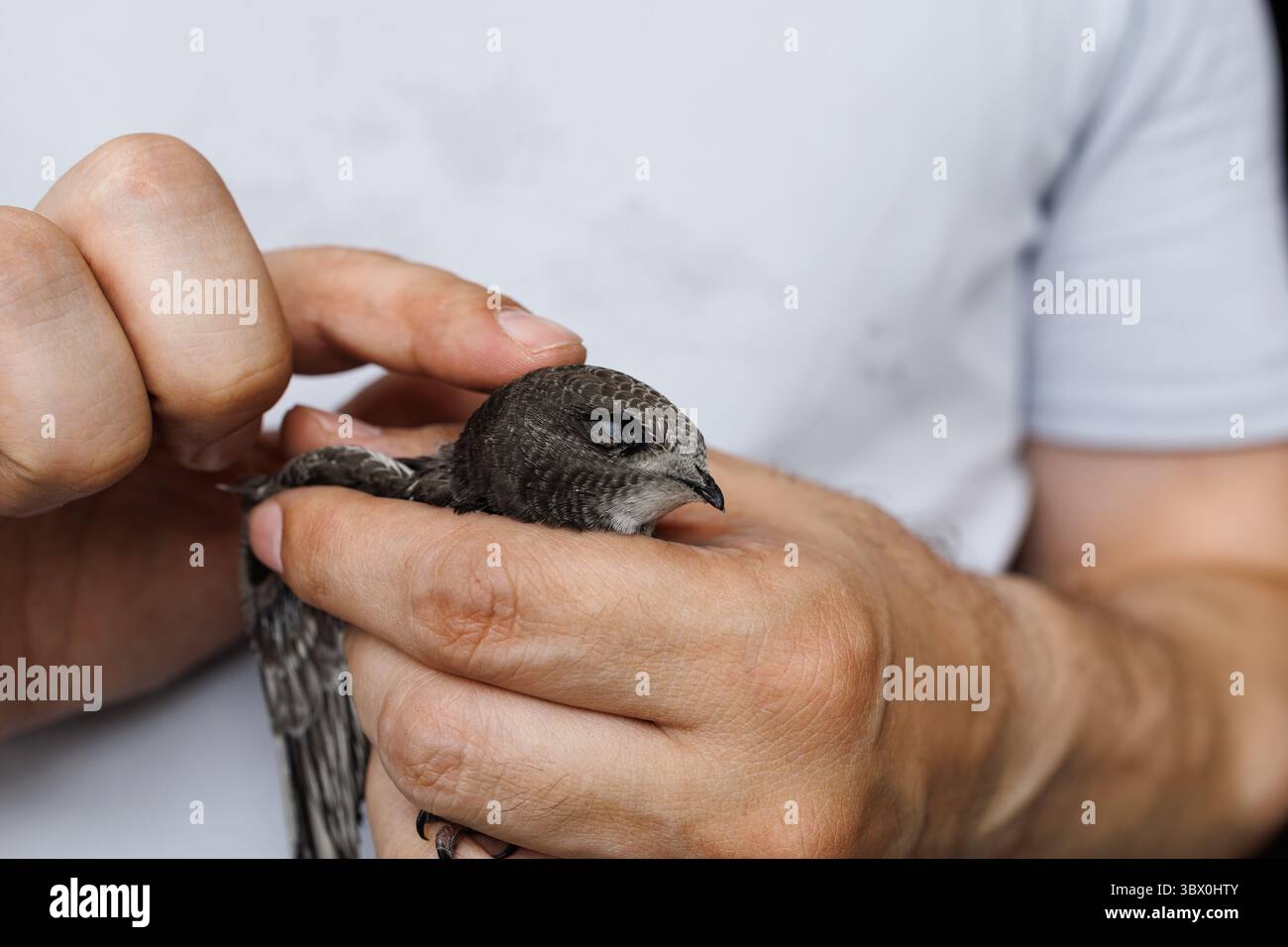 Ein friedlicher, schneller Vogel ruht in einer menschlichen Palme, die die Natur und die menschliche Interaktion unterstreicht Stockfoto