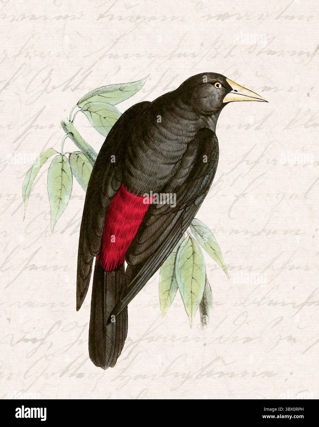 Illustration tropischer Vögel. Sanfter Aquarellstil mit handgeschriebenem Vintage-Hintergrund. Stockfoto