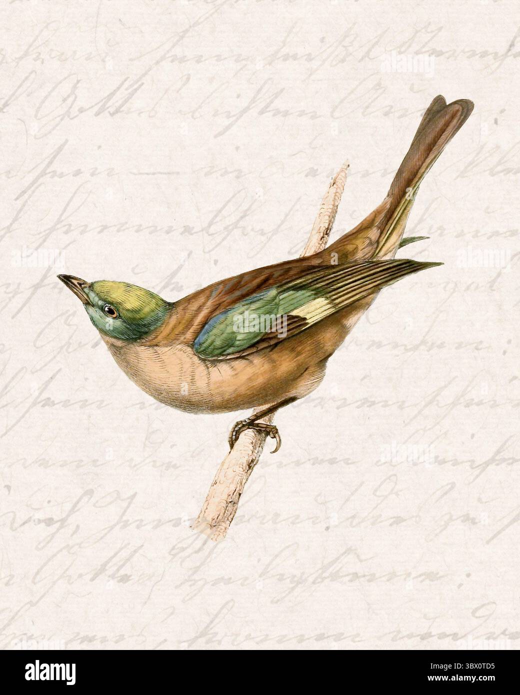 Illustration tropischer Vögel. Sanfter Aquarellstil mit handgeschriebenem Vintage-Hintergrund. Stockfoto