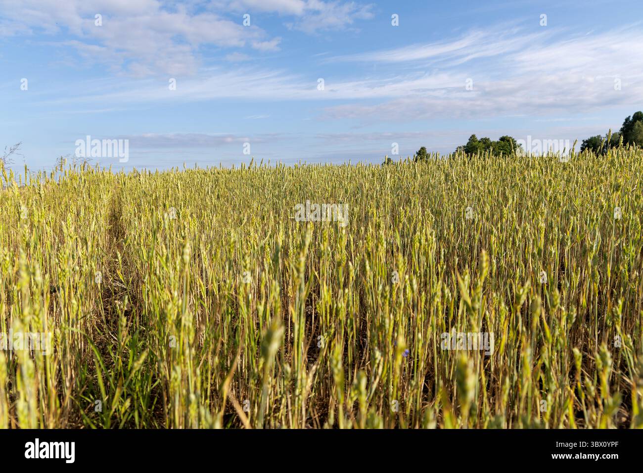 Ein riesiges Feld reifender Weizen schwingt unter einem klaren blauen Himmel mit schroffen Wolken, die landwirtschaftliche Kopfgeld und Sommer darstellen. Stockfoto