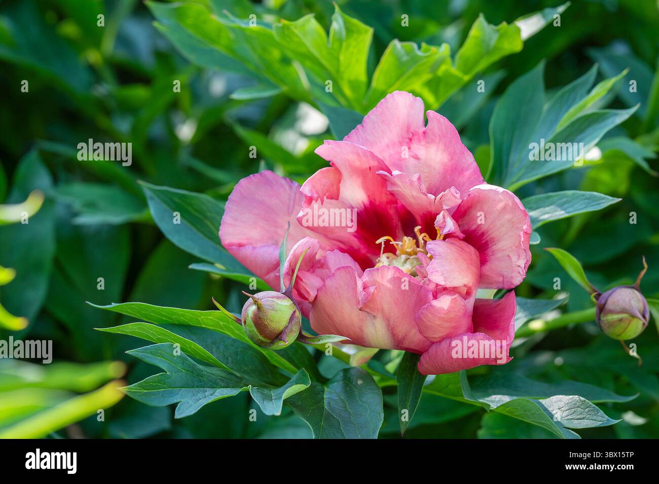 Paeonia „Old Rose Dandy“ im Garten. Nahaufnahme Pfingstrose „Old Rose Dandy“. Vintage Rubin Pfingstrose Blume. Schnittpfingstrose „Itoh“. Stockfoto