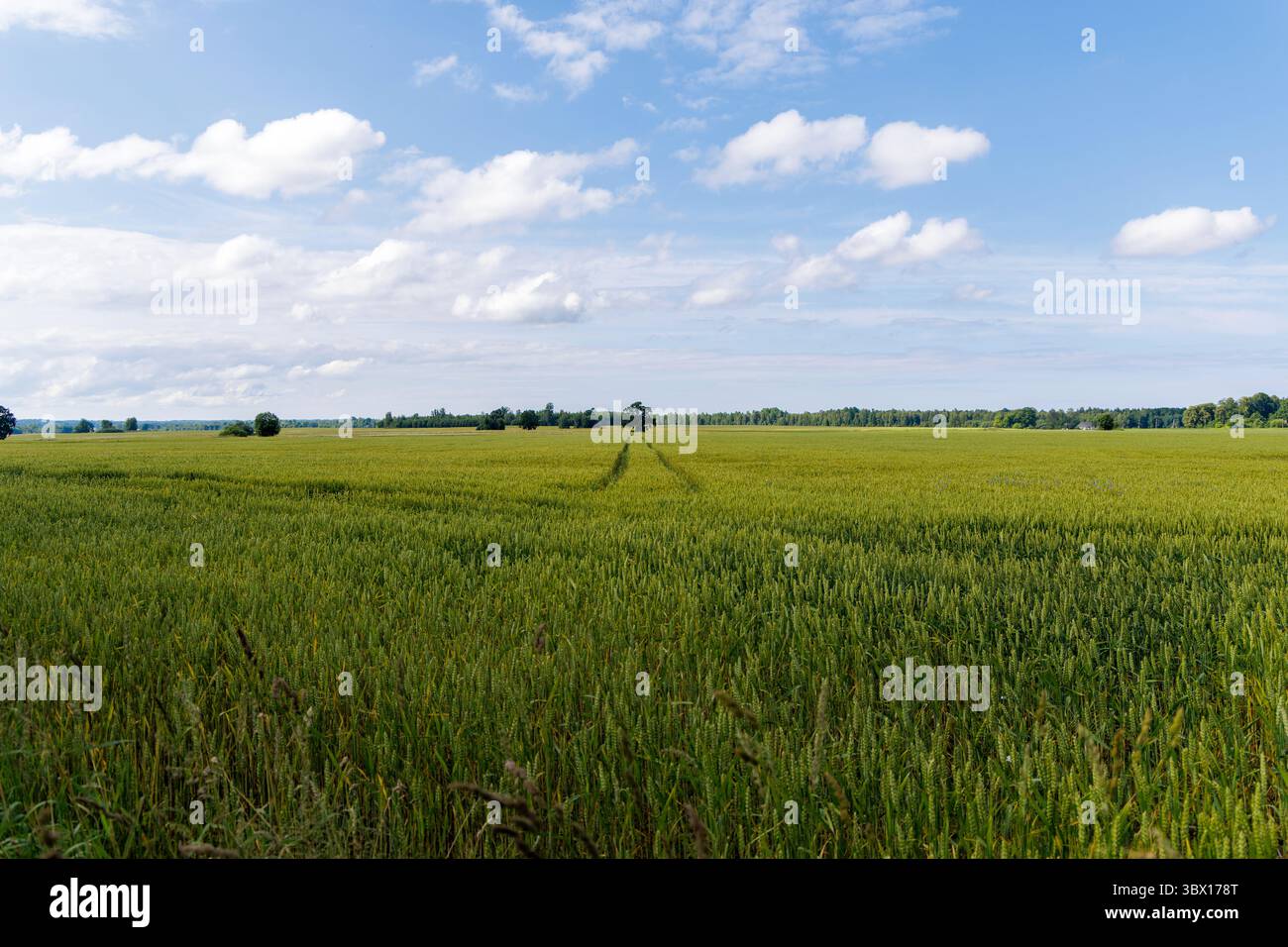 Ein riesiges, lebhaftes grünes Weizenfeld erstreckt sich unter einem hellblauen Himmel mit verstreuten weißen Wolken und erinnert an Themen wie Natur, Landwirtschaft und Sommer. Stockfoto