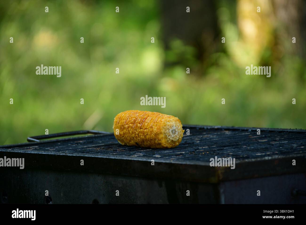 Nahaufnahme eines einzelnen gerösteten Maiskolbens auf einem Metallgrill mit weichem, grünem Waldbokeh. Natürliches Outdoor-Kochkonzept im Sommerwald sce Stockfoto