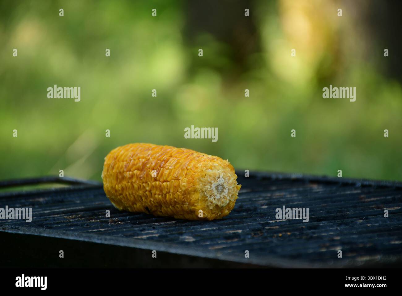 Ein gerösteter Maiskolben auf einem rostigen Grill mit verschwommenem grünem Waldhintergrund. Natürlicher Sommer-Snack, der im Freien zubereitet wird Stockfoto