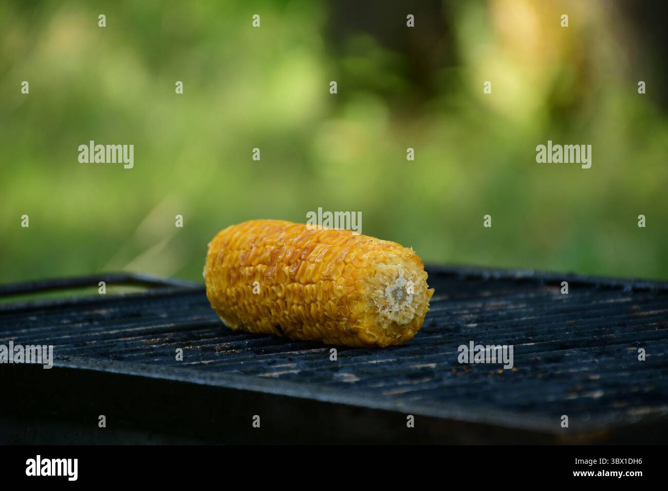 Nahaufnahme eines gerösteten Maiskolbens auf einem alten eisernen Grill, umgeben von unscharfem grünem Wald. Natürliches Essen im Freien in rustikaler Umgebung Stockfoto
