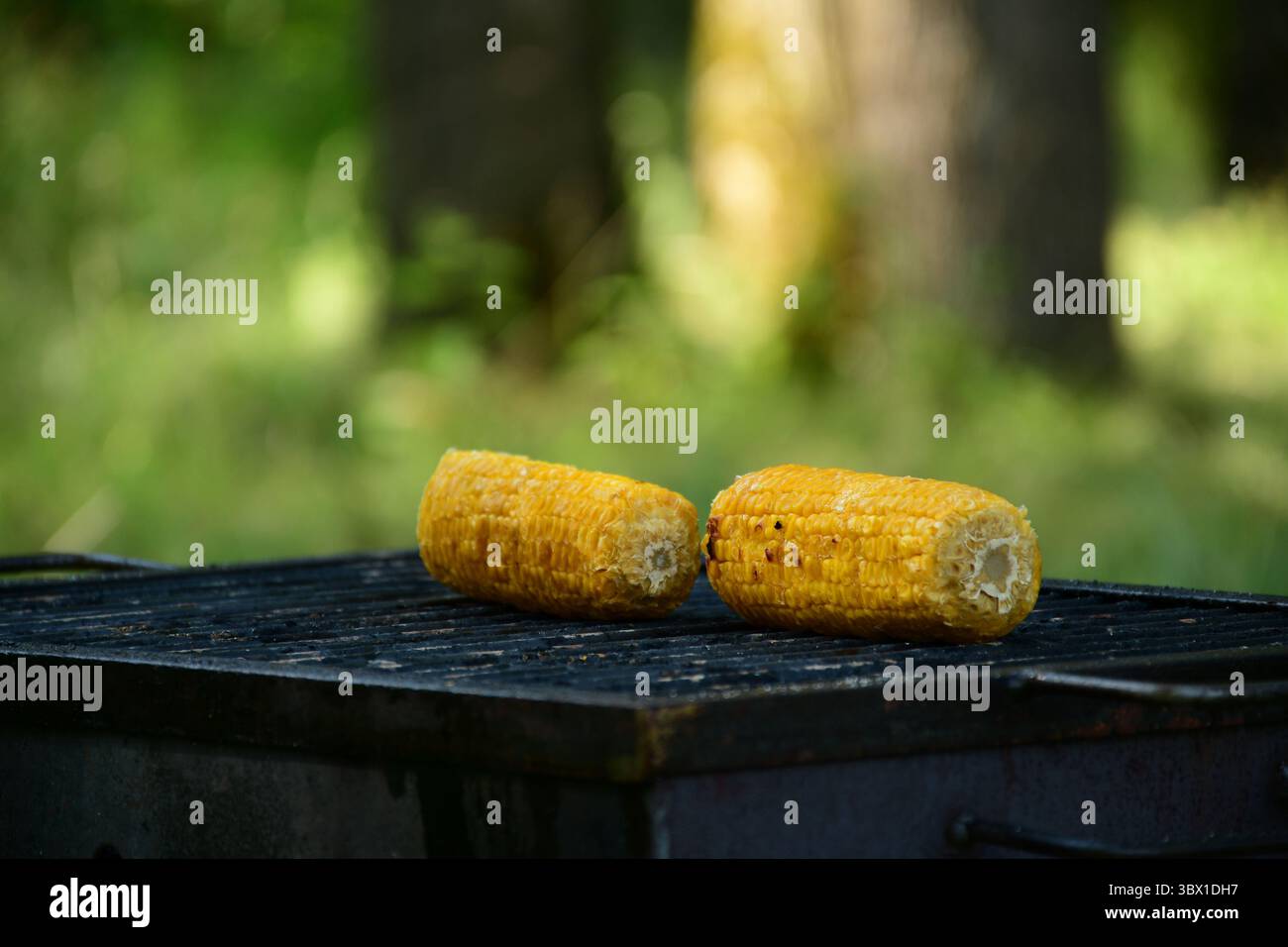 Detaillierte Nahaufnahme von zwei gerösteten Maiskolben auf einem verwitterten Grill vor einem weichen Waldgrund, der an Sommer-, Camping- und Kochatmosphäre erinnert Stockfoto