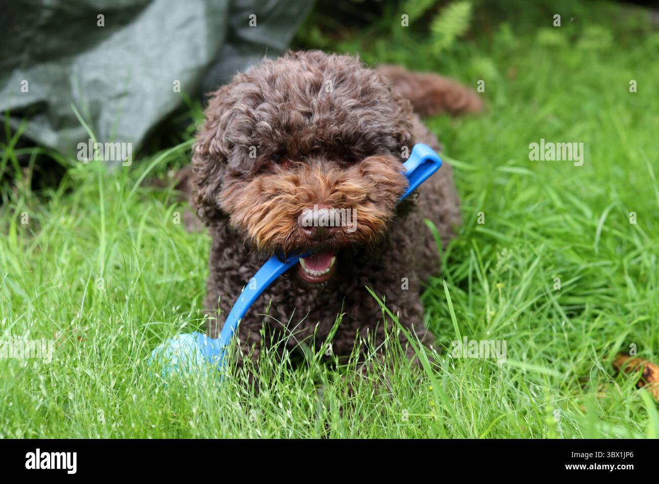 Hündchen spielt mit Spielzeug auf grünem Gras, Nahaufnahme Stockfoto