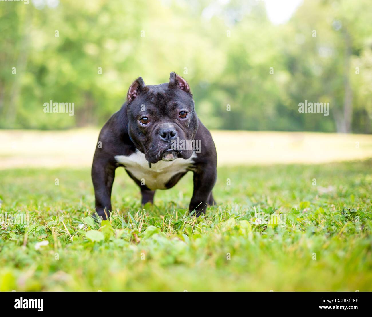 Ein kurzer, muskulöser amerikanischer Tyrannehund mit abgeschnittenen Ohren, der draußen steht Stockfoto