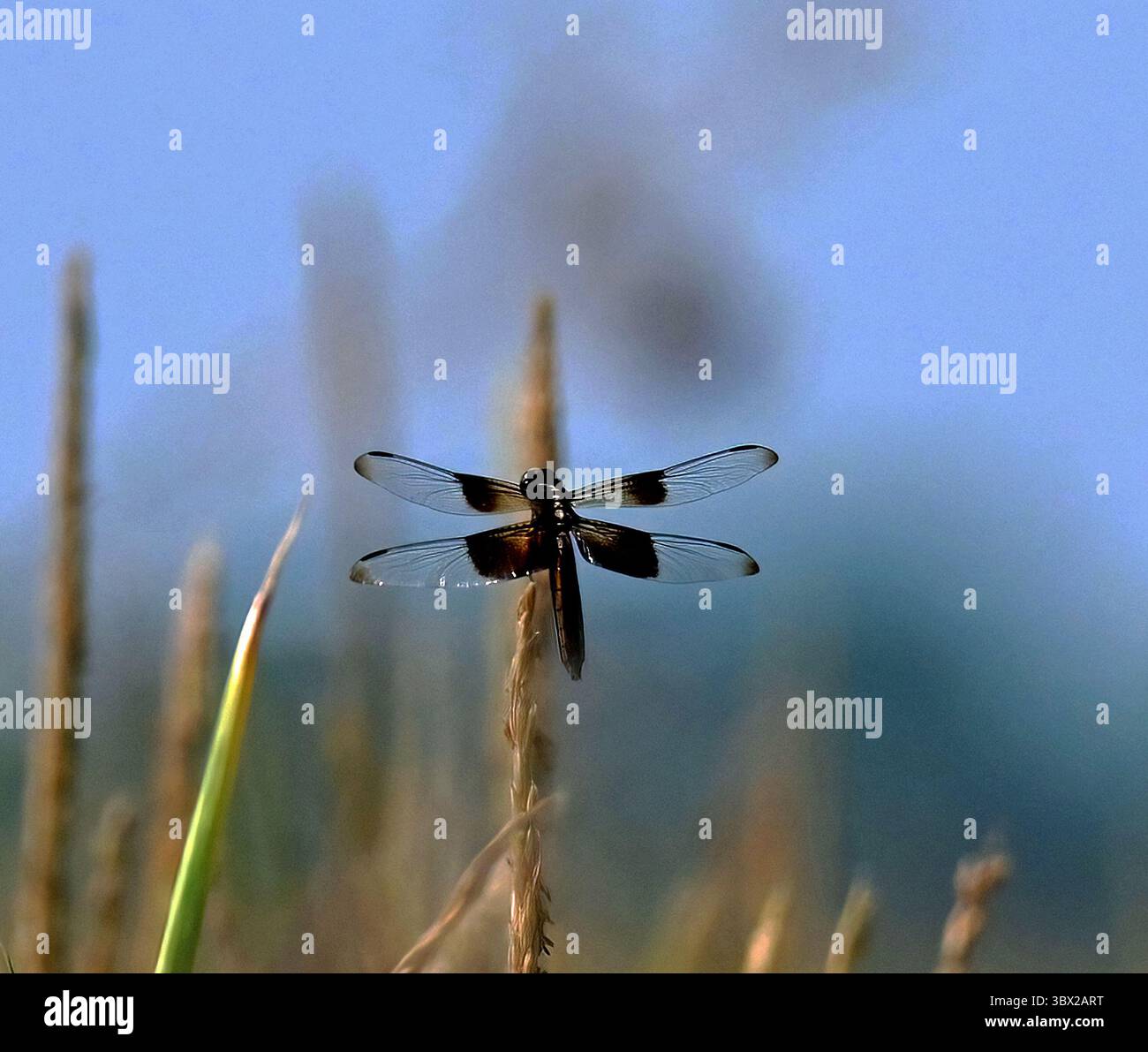 30. Juli 2021, Americus, Kansas, USA: Dragon Fly in Corn Field. Dragonfly Widow Skimmer (Libellule luctuosa). Königreich: Animalia. Phylum: Arthropoda. Klasse: Insecta. Familie Libellulidae. (Bild: © Mark Reinstein/ZUMA Press Wire) Stockfoto