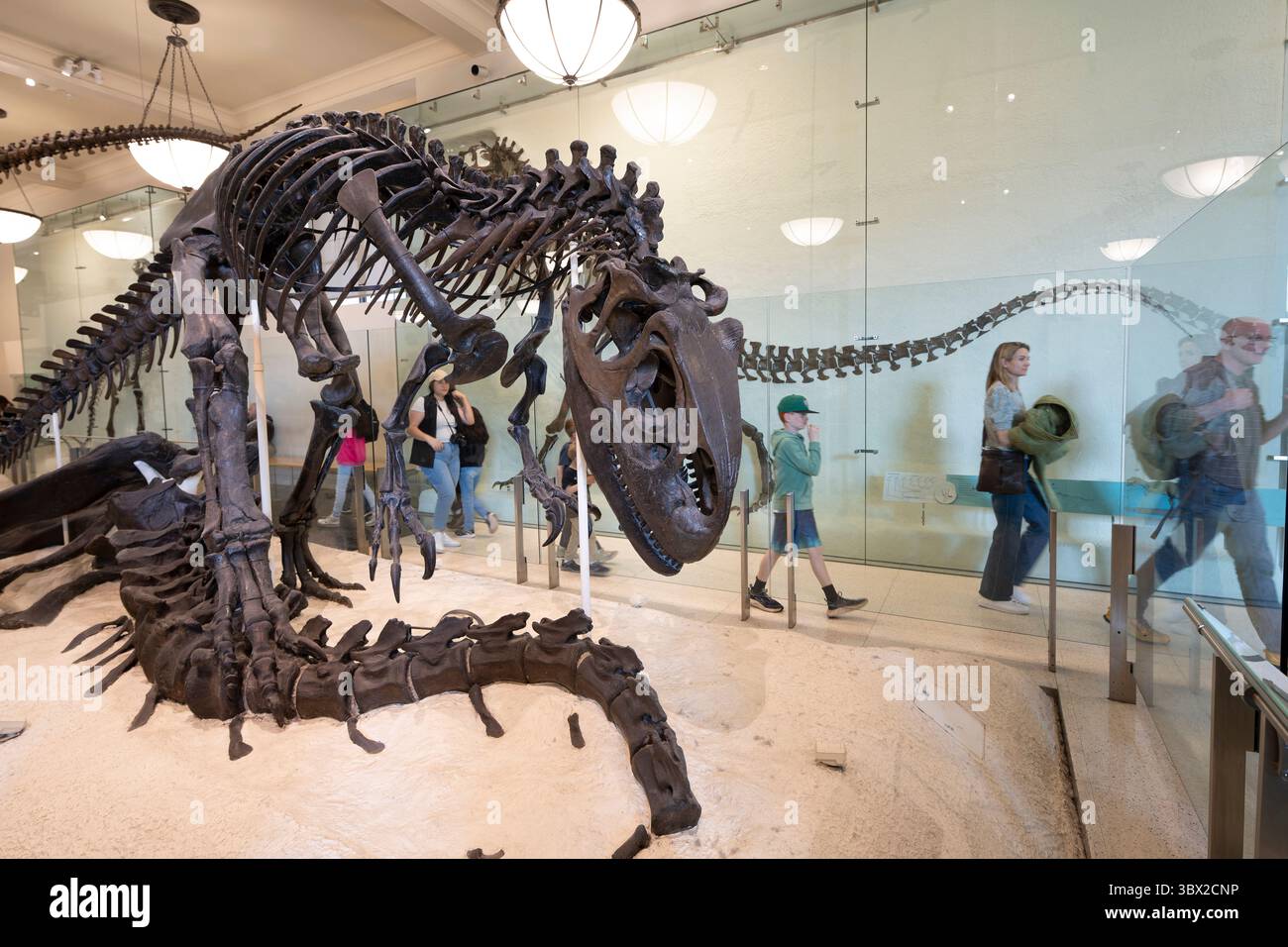 New York, USA - 24. April 2023: Innenansicht des Natural History Museum in New York. Stockfoto