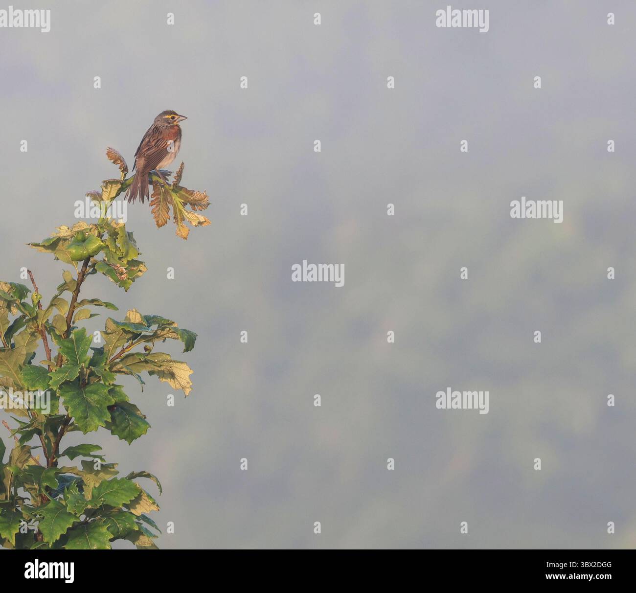 Ein Dickzissel thront auf einem verblassten Eichenzweig vor dem Hintergrund des weichen, rollenden Morgennebels. Stockfoto