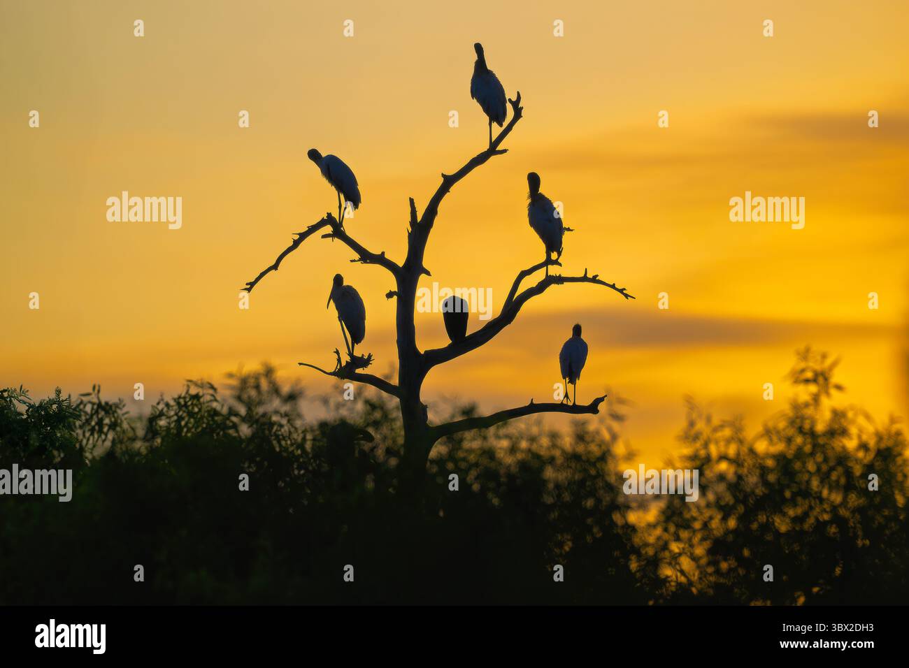 Silhouetten von sechs Holzstörchen, die auf verwitterten Zypressenbeinen im Circle B Bar Reserve liegen und im sanften Licht der Dämmerung inmitten Floridas ruhiger Nässe getaucht sind Stockfoto