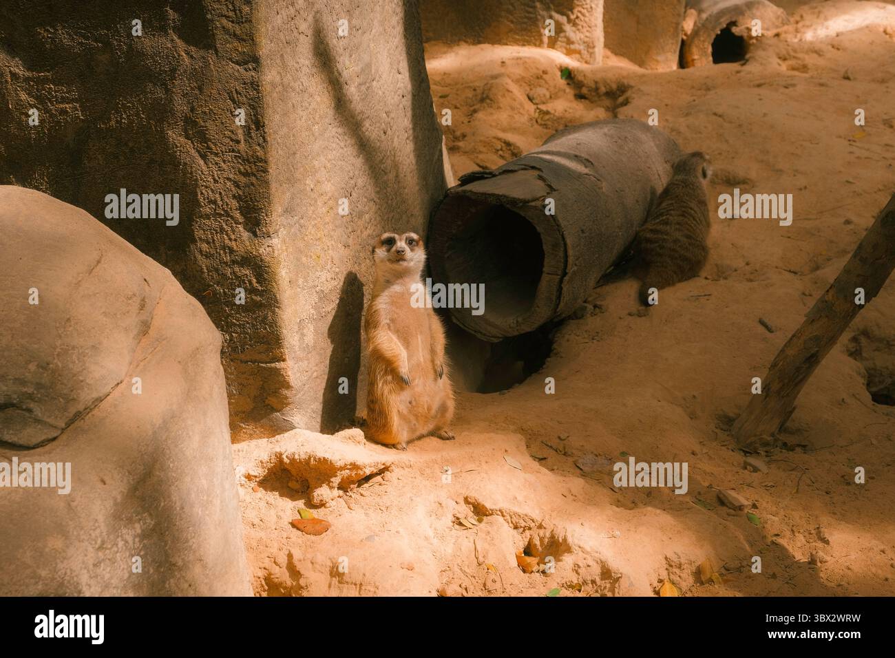 Zwei Erdmännchen in einem sandigen Zoogehege. In der Umgebung gibt es trockene Erde, große Felsen und Holzkonstruktionen. Stockfoto