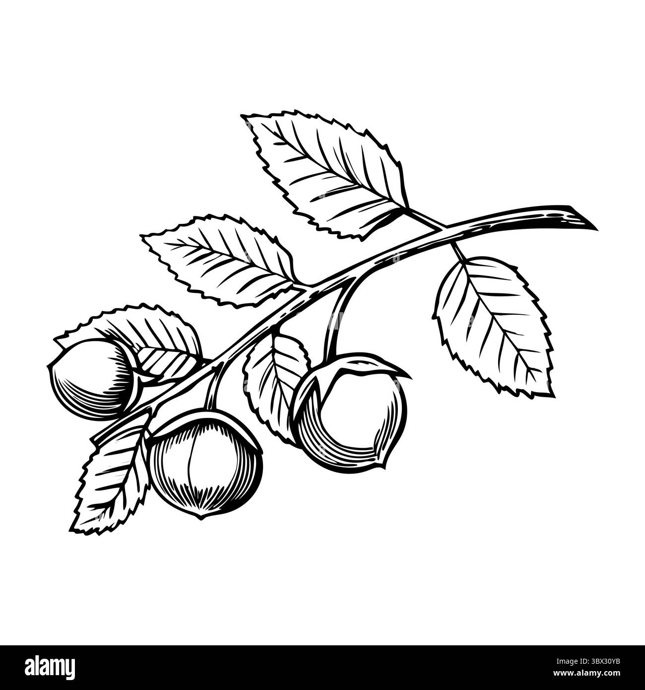 Eine detaillierte Darstellung eines Haselnusszweigs mit Blättern und drei Haselnüssen. Das Design ist einfach und einfarbig und zeigt die natürlichen Elemente Stock Vektor