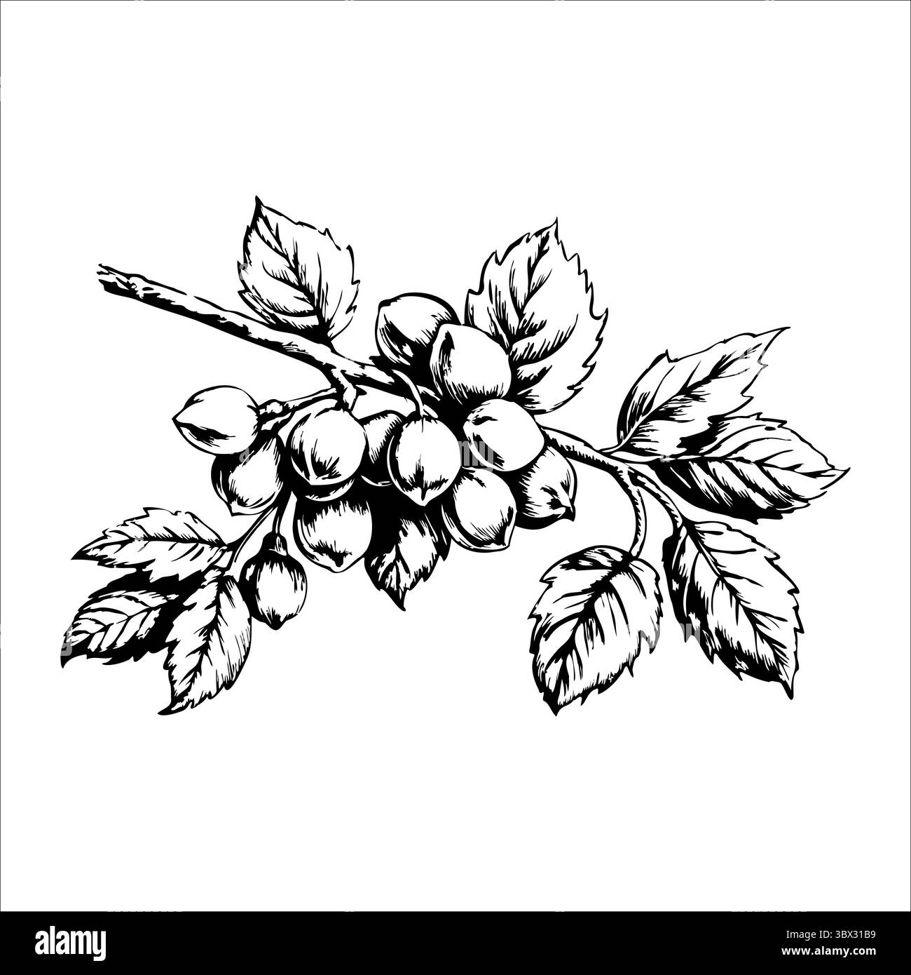 Eine detaillierte schwarz-weiße Illustration eines Zweiges mit prallen, runden Früchten und grünen Blättern. Das Design zeigt natürliche Elemente in einem Klassiker Stock Vektor