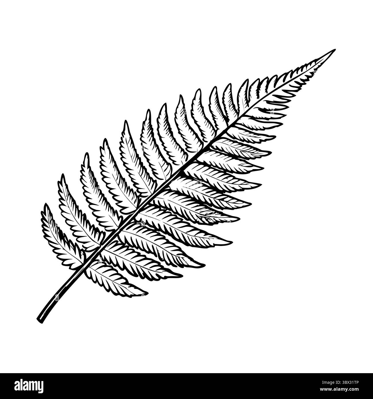 Eine detaillierte Abbildung eines Farnblattes mit seiner komplizierten Struktur und feinen Details. Das Blatt ist in Schwarz-weiß dargestellt, um es hervorzuheben Stock Vektor