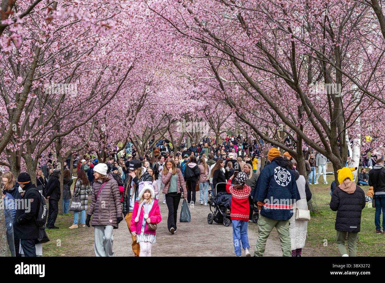 Besucher beim Roihuvuori Hanami Kirschblütenfest im Roihuvuori Cherry Tree Park in Helsinki, Finnland Stockfoto